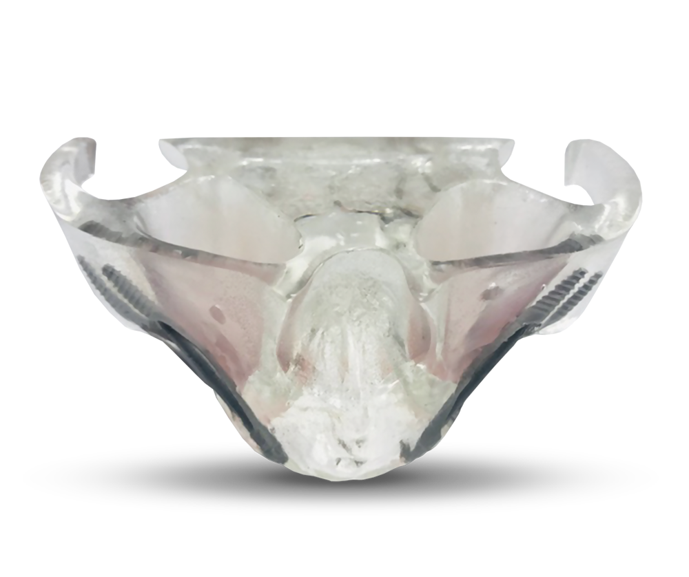 Demonstration model of jaw – GF Dental di Ficuciello Antonino, Gypsum Additives, Die Hardeners and Plaster Removers
