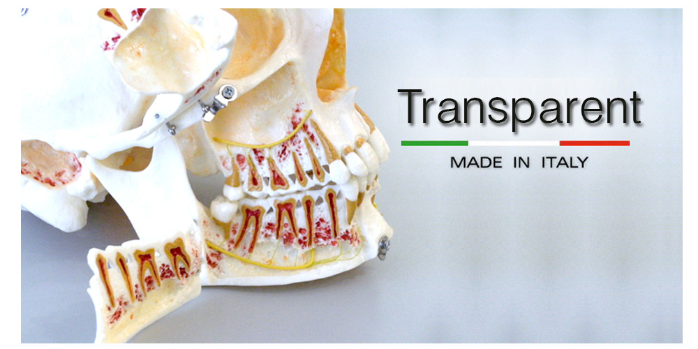Modèle dentaire transparent – GF Dental di Ficuciello Antonino, Autres équipements et technologies