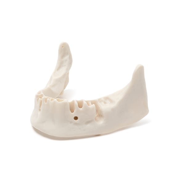MANDIBULA B5 BONE