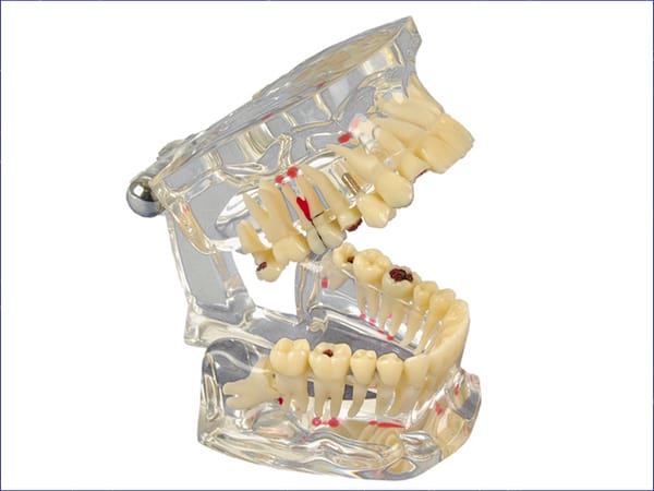 Studienmodell Transparent De Luxe