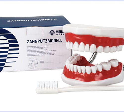 Zähneputz-Modell-Bürste
