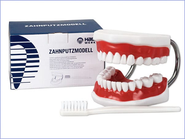 Zahnputzmodell Big – Hager Werken, Demonstration Models