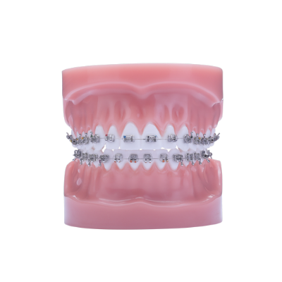 Razor Typodont - Pièce unitaire